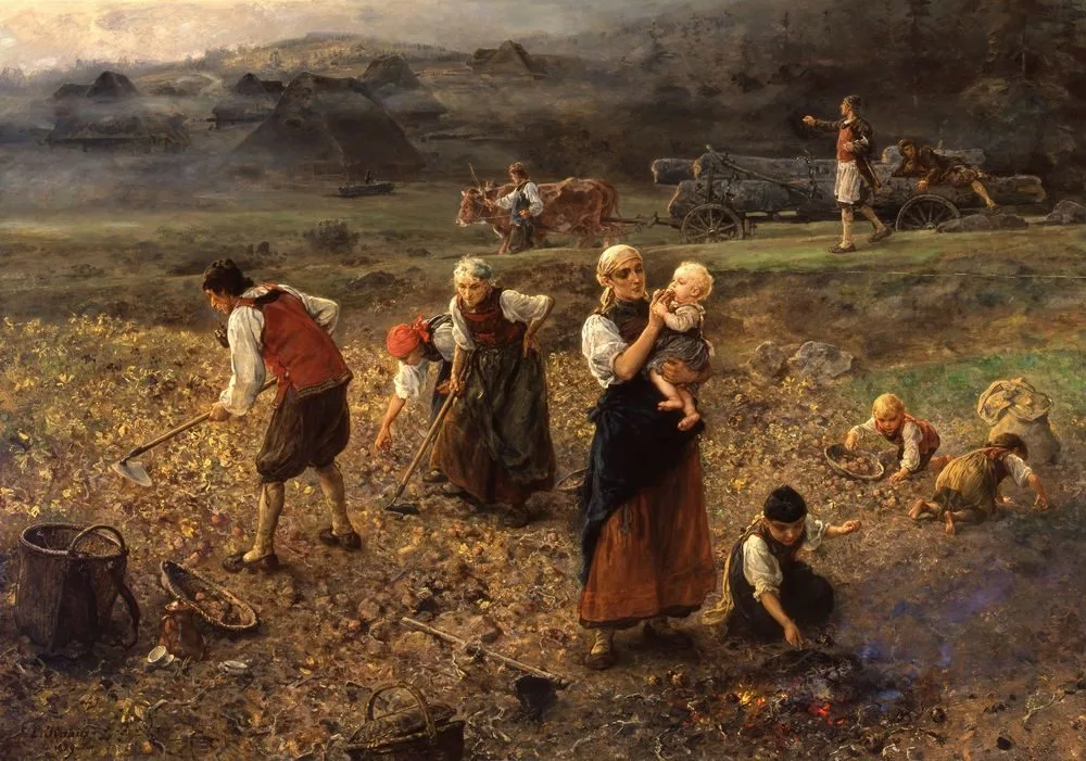 Potato harvest