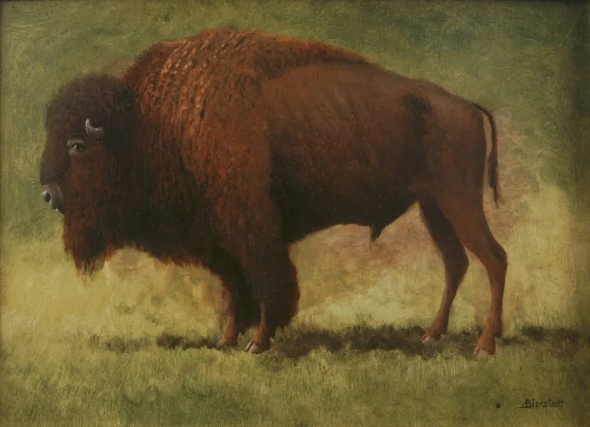 Bison, Albert Bierstadt