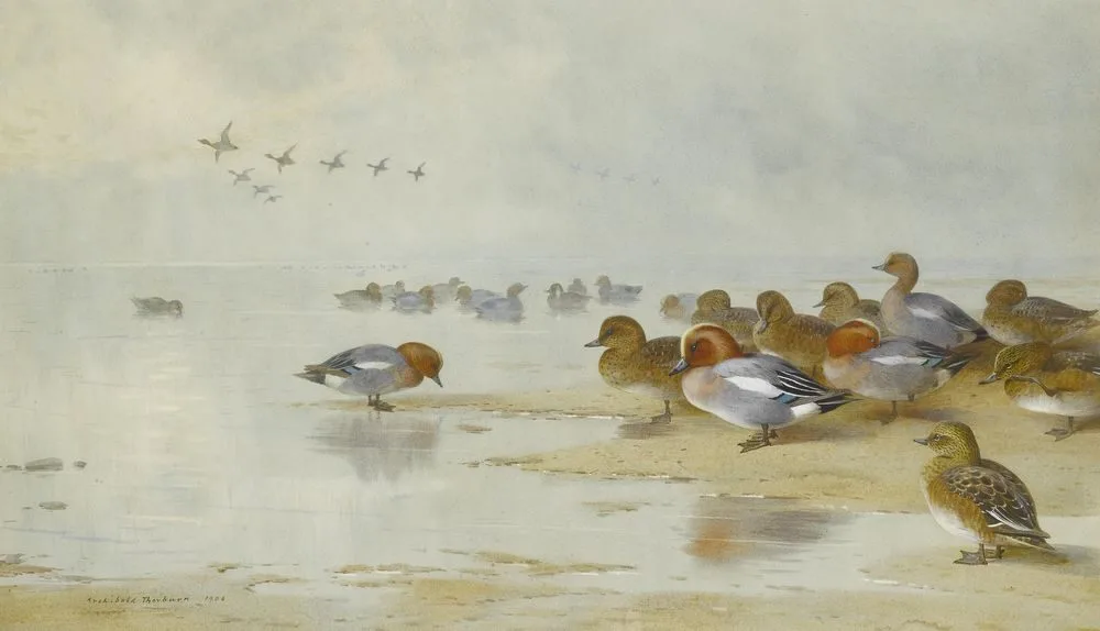 Wigeon and Teal by the water’s edge.