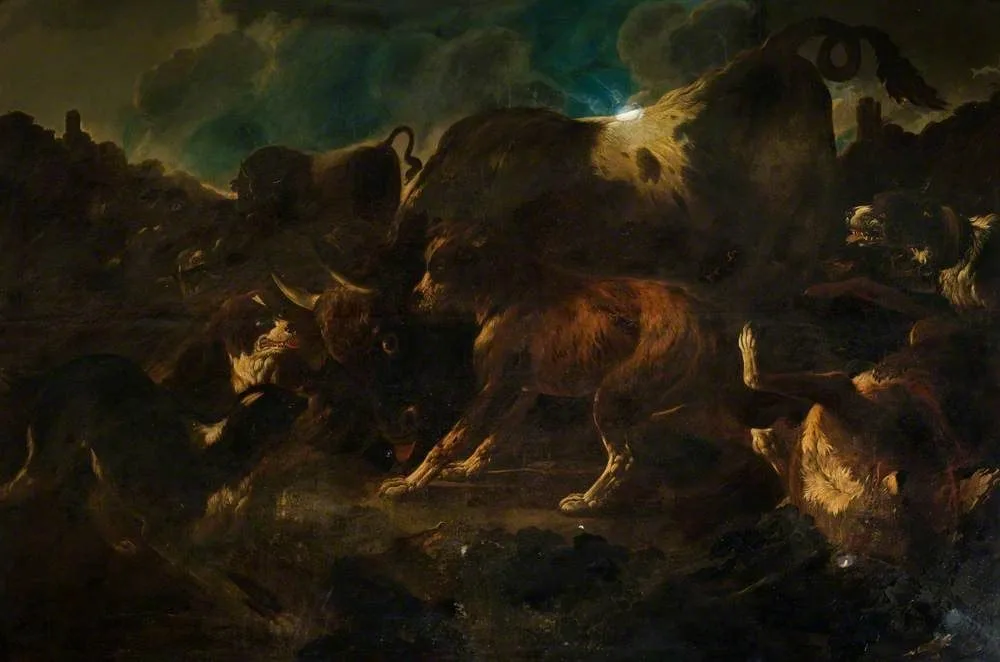 Hounds attacking a Bull