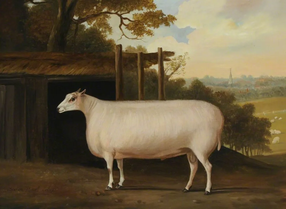 A Prize Sheep by a Shelter, Thomas Weaver