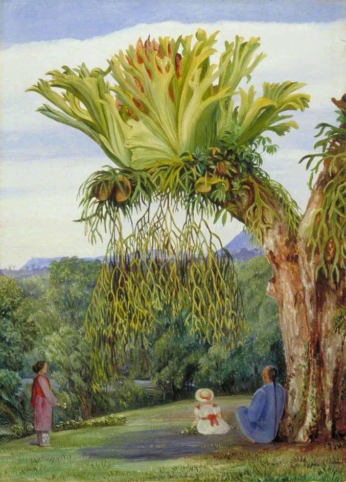 Stagshorn Fern and the Young Rajah of Sarawak, Borneo, with Chinese Attendant, Marianne North